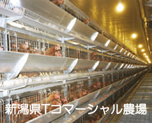 養鶏場向けLED「こっこ」導入事例