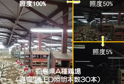 養鶏場向けLED「こっこ」導入事例