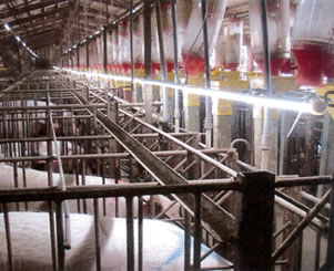 豚舎様向けLED 「とんとん」